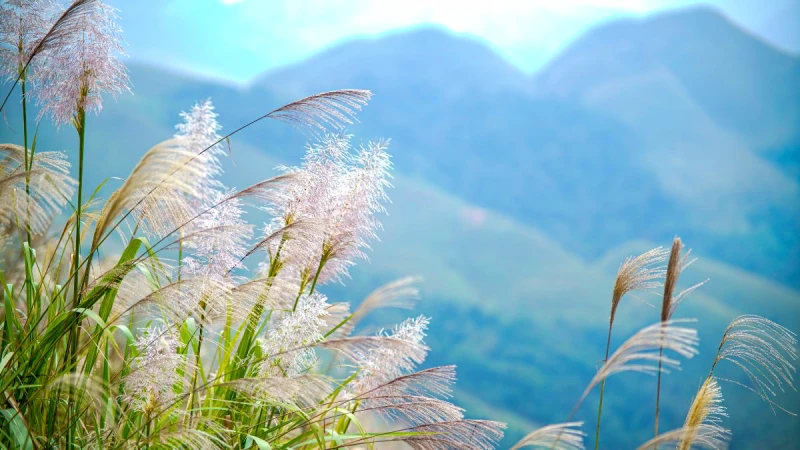 Sfondi della Natura – Un Rimedio per l'Anima